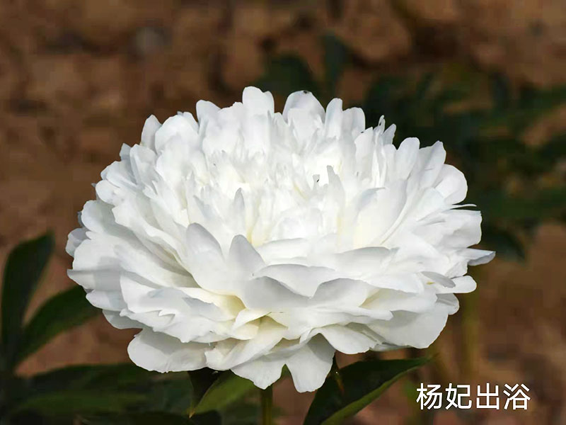 楊妃出浴 中晚期 花徑極大 香味濃 